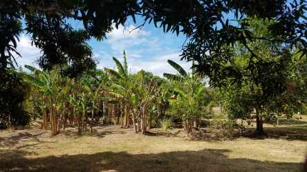 Banana orchard mature fruit trees on Rio Hato property land for sale Panama