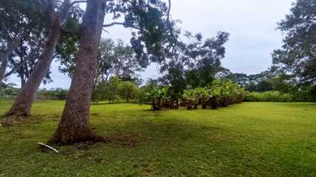 Spacious countryside property with greenery and mature trees in Panama