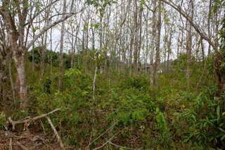 Land for Sale in Arraiján - 0 bedrooms