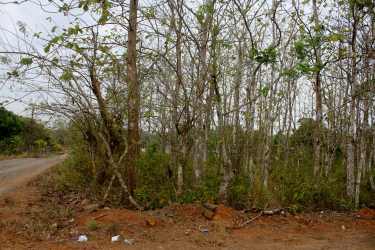 Wooded vacant lot with dirt road Nuevo Emperador Arraiján forest Panama