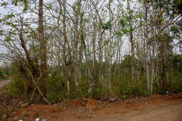 Undeveloped wooded land dirt road access Nuevo Emperador rural Panama