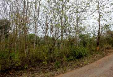 Rural land with dirt road and dry vegetation corner plot Nuevo Emperador Panama