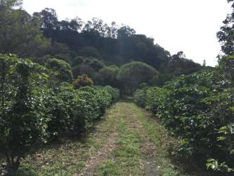 Gated wooded entrance with gravel driveway lined by mature trees Volcancito Boquete Panama
