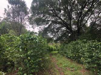 Lush green forested hillside landscape in Volcancito Boquete Chiriquí Panama