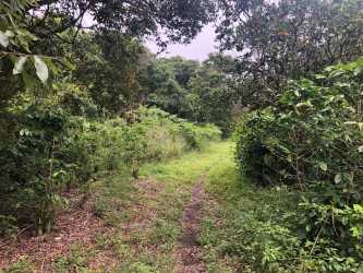 Forest trail through dense tropical vegetation in Volcancito Boquete mountain land