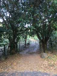 Rows of fruit trees and orchard in rural Volcancito Boquete agricultural land Panama