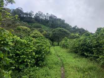 Natural creek flowing through lush tropical vegetation in Volcancito Boquete Panama land