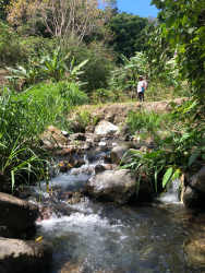 Flowing stream surrounded by dense green vegetation in Boquete Highland Panama land