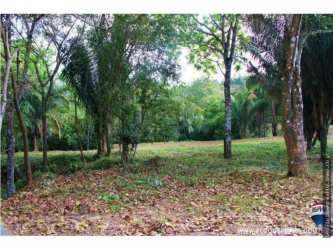 Tropical cleared land surrounded by dense trees and lush plants Brisas de los Lagos Panama