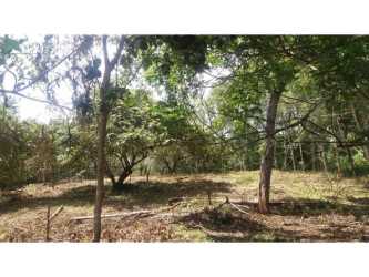 Tree-lined beach development lot near paved road and ocean access