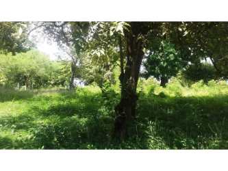 Wooded lot with lush grass, tall mature trees, sunny open space at Hacienda Las Lagartijas Panama