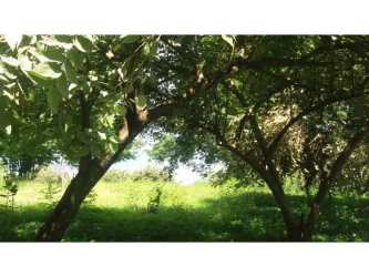 Shady wooded section of ranch lot Hacienda Las Lagartijas near Coronado Panama