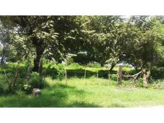 Sunny and shaded natural pastures with mature trees and rustic fencing San José de Las Uvas