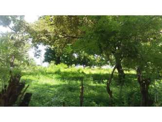 Flat land section ideal for crops or subdivision with partial woods and open space Hacienda Las Lagartijas
