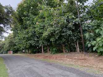 Paved road surrounded by tropical greenery inside Costa Esmeralda beach development Panama