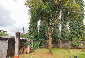 Backyard green lawn with mature trees and boundary wall Panama