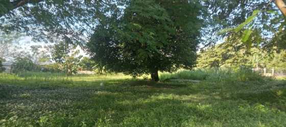 Open grassy yard with mature tree perfect for commercial or recreational development in Penonomé