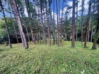 Open grassy lot with bordering mature trees in Altos del María Laurel sector Panama
