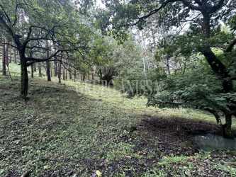 Sloping wooded landscape with lush greenery in the mountain neighborhood of Altos del María
