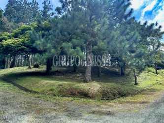 Wooded 1574m2 corner lot with mature pine trees and grass in Altos del Maria Panama