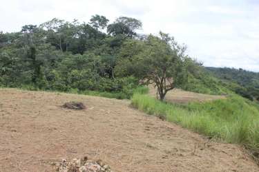 Partly cleared land bordered by native forest and lone tree near Pedasi Azuero