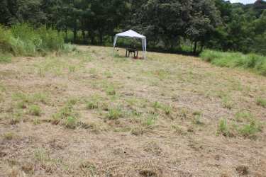 Grassy cleared land with temporary canopy tent and trees in rural Azuero
