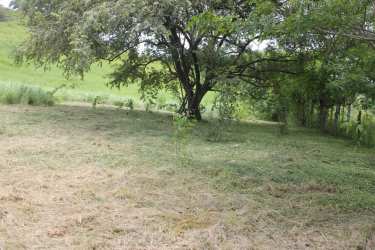 Natural landscape with mature trees and grassy area on 1-hectare land Pedasi Panama