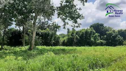 Open grassy residential lot surrounded by tall mature trees in Volcán David Chiriquí