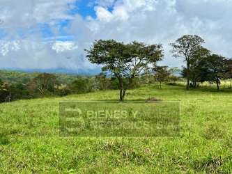 Grassy field with scattered trees under blue sky and mountain backdrop Panama