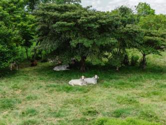 Cows resting under shade tree in open pasture Penonomé Coclé