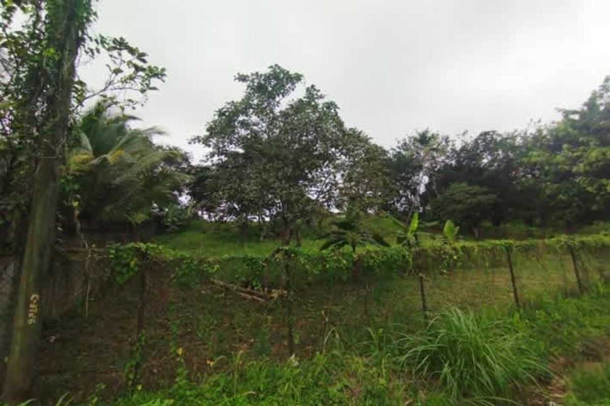 Fenced plot with mature trees and greenery commercial development land Pedregal Panama