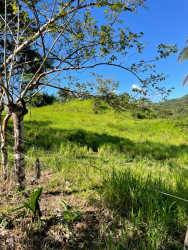 Vast green fields and cattle grazing pasture land at Soná Veraguas ranch Panama