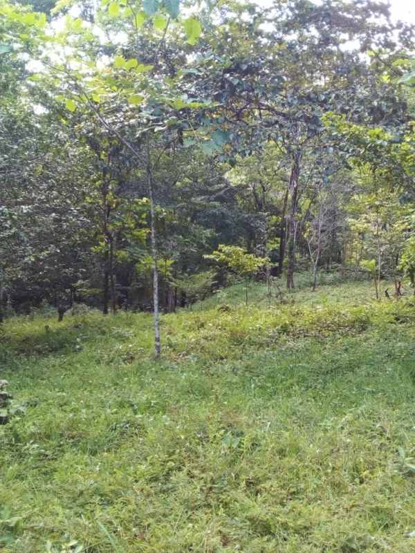 Dense mature hardwood trees on basalt mining ranch for timber harvest Panama