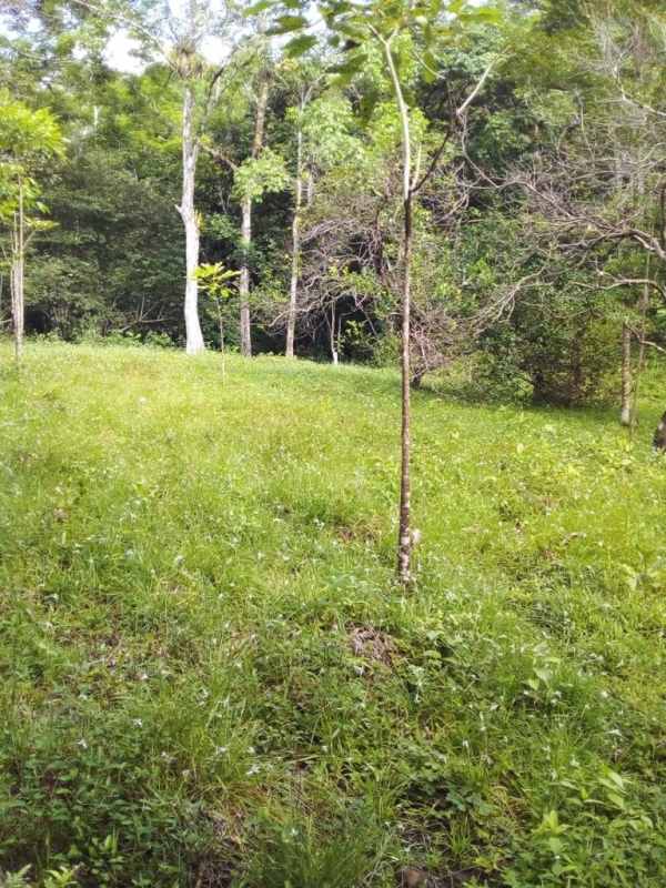 Open field area with young trees and forest edge on basalt mining ranch in Tortí Panama