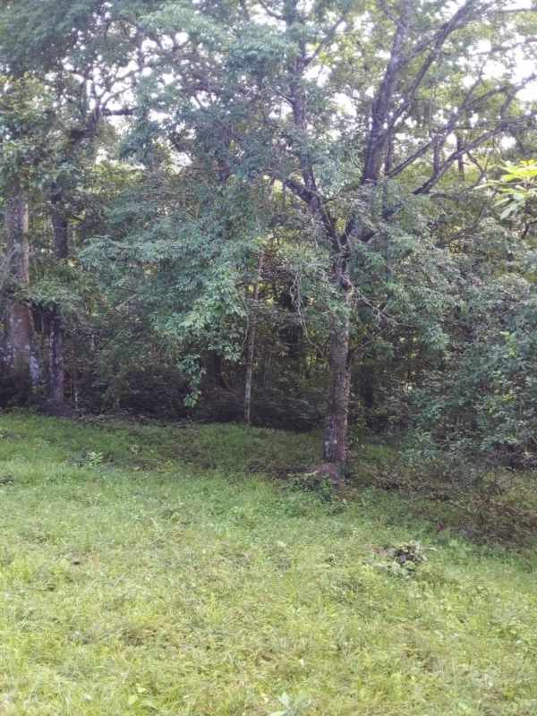 Mature wooded property flat terrain ideal for agricultural or resource development near Chepo Panama