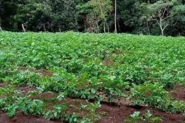 Dense forest and lush green coffee plantation in Potrerillos Arriba Panama