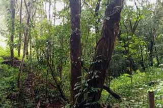 Land for Sale in San Lorenzo - 0 bedrooms