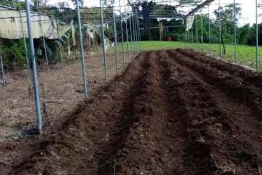 Coffee grooves with avocado trees on fertile farmland Potrerillos Arriba Panama