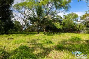 Tropical fruit trees and seasonal creek on fertile land in Las Lajas San Félix Panama
