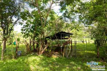 Lush fruit trees and open pasture 6.9 acre farm for sale near beach in San Félix Panama