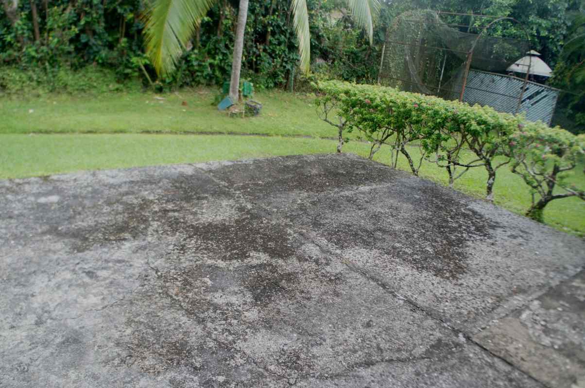 Patio area with concrete flooring, palm trees, manicured hedge and grass lawn in Los Rios Corozal