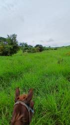 Rolling countryside pasture ideal for horses and cattle with scattered trees Paritilla Los Santos Panama