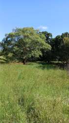 Natural wooded section with mature trees over grassy farmland Paritilla Los Santos