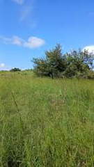 Agricultural Land for Sale in Pocrí - 0 bedrooms