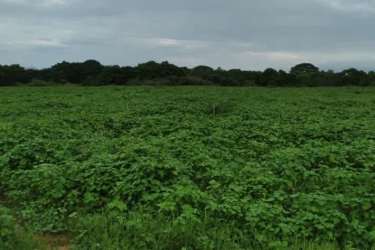 Open natural grass field with some palm trees in Pedasi Panama investment land