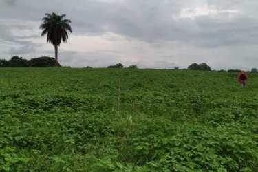 Large open farmland in Las Cabezas Pedasi near Pacific beach for sale