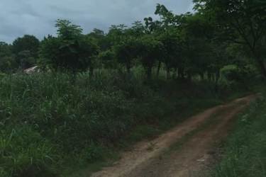 Rustic dirt road lined with greenery at Pedasi land