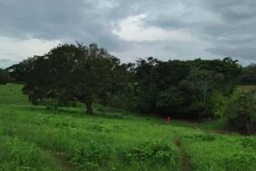 View of green countryside with mature trees and vegetation in Pedasi area Panama