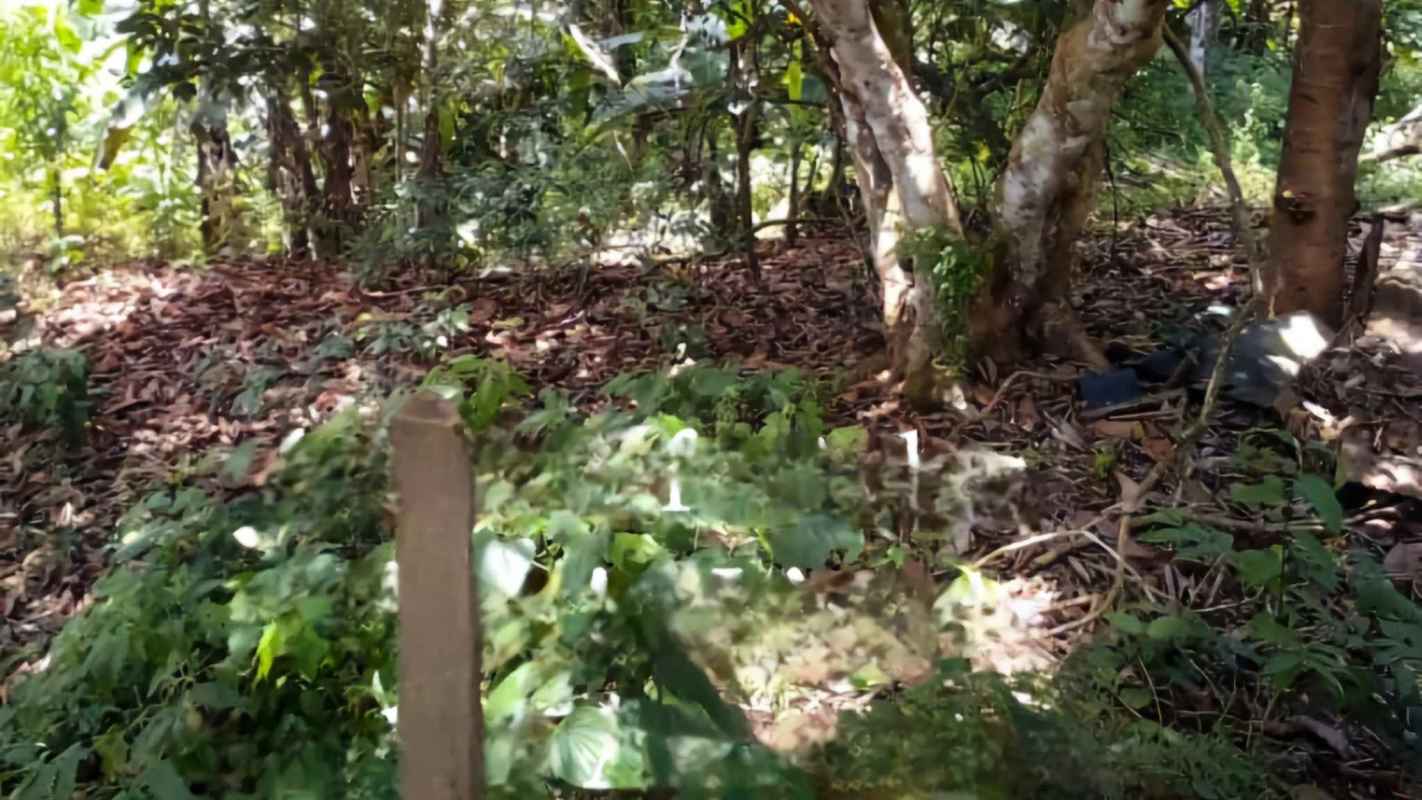 Dense wooded forest and natural vegetation area on Panama country estate for sale