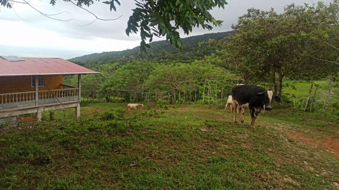 Wooden country house with cows grazing in front pasture with mountain backdrop Panama farm for sale